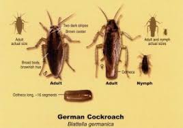 How to get rid of german cockroaches. Do It Yourself German Roach Treatment Aztec Organic Pest Control