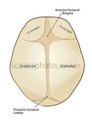 Fetal Skull In Hindi