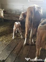 Profita de preturile avantajoase in satu mare in centru sau spre periferie. CumpÄr Vaci ViÈei Èi Tauri Roman Adroi Zoo