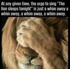Fridayfunny Friyay Lionsleepstonight Africa Safari The Lion Sleeps Tonight Funny Pictures Funny