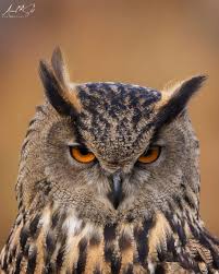 Image result for Bubo