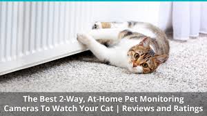 Finding collar cameras made specifically for cats is a challenge, given that many models are too big for a cat to comfortably and safely lift. The Best Pet Camera Brands For Cats Reviews And Ratings For 2021