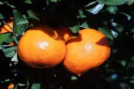 Maybe you would like to learn more about one of these? Arance E Mandarini Fanno Dimagrire Lo Dice La Scienza
