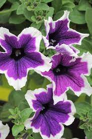 Pin On Flowers Breathtaking