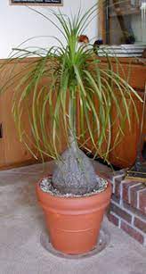 In terms of fertilizer, ponytail palms experience a flush of growth each spring, then conserve their energy during the rest of the year. Ponytail Palm Beaucarnea Recurvata Wisconsin Horticulture