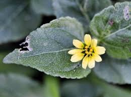 Native flowers have grown in popularity over recent years. Key West Wildflowers Minute Explorations