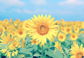 Native american flowers and meanings. Sunflower Meaning And Symbolism Ftd Com