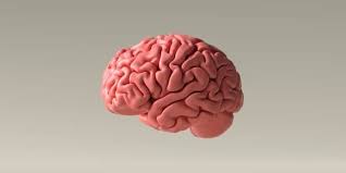 How Alcohol Damages Reshapes Your Brain Soberish