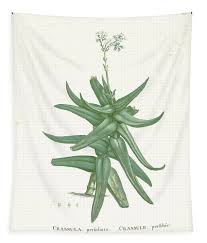 Image result for Crassula perfoliata