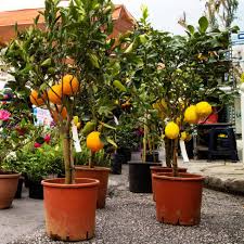 Best fruit trees for small gardens dwarf patio balcony. 8 Dwarf Fruit Trees For High Yields In Small Gardens
