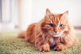 Kahve Falinda Kedi Gormek Modanium