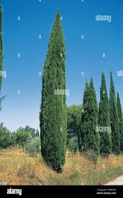 Image result for Cupressaceae