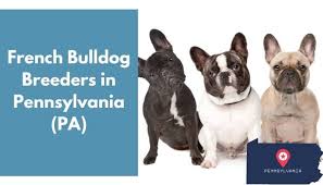We encourage anyone looking to bring a bulldog into their family to research the breed we post often as our dogs are a major part of our life! 22 French Bulldog Breeders In Pennsylvania Pa French Bulldog Puppies For Sale Animalfate