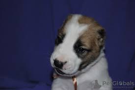 Here you can find the price of all dogs that are available in india. Central Asian Shepherd Dog For Sale In The City Of Kremenchug Ukraine Price 296 Announcement 8200