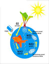 6 Ways To Make Your Aquaponics System Cycle Faster Ecolife Conservation