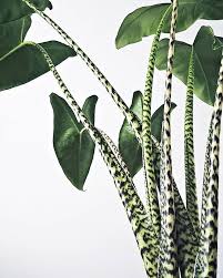 Alocasia Zebrina Indoor Garden Who Has Neither Balcony Nor Garden In Front Of The Door Does Not Have To Do Without A In 2020 Plants Foliage Plants Wild Plants