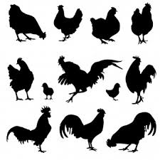Download Chicken Silhouette Images Free Vectors Stock Photos Psd