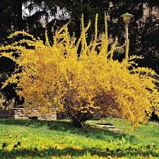 Van Zyverden Forsythia Bulbs 83548 In 2020 Forsythia Shrubs Spring Perennials