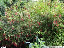 Retrouvez nos conseils de plantation pour. Fuchsia Planter Cultiver Multiplier