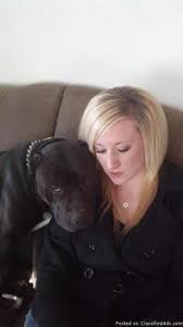Xl lilac tri bully pitbull puppies for sale. Xl Bully Pitbulls Puppies For Sale For Sale In Phoenix Arizona Classified Americanlisted Com