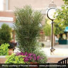 Fine Line Buckthorn Container Gardening Plants Architectural Plants