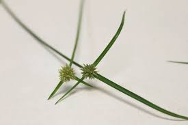 Image result for Kyllinga