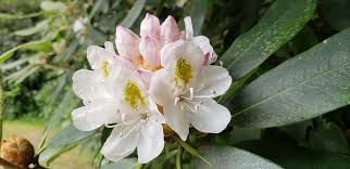Maybe you would like to learn more about one of these? West Virginia Nature Park Rhododendron Appalachia Outdoors Wildlife Landscape Forest Trees Country Pxfuel