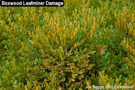 This is not boxwood blight. As Predicted Leaf Browning By Boxwood Leafminer Is Extensive This Spring Bygl