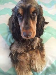 Black And Tan Cocker Spaniel Puppies For Sale Scotland Brown And Tan Cocker Spaniel Cute Cocker Spaniel Spaniel English Cocker Spaniel