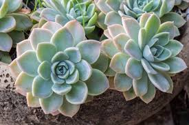 46 Types Of Echeveria Plants How To Grow And Care For Beginners Florgeous Echeveria amoena is a small succulent with numerous short offsets. 46 types of echeveria plants how to