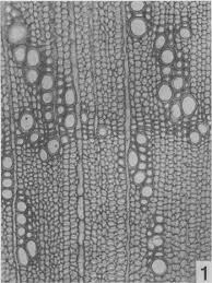 Image result for Rhaptopetalum roseum