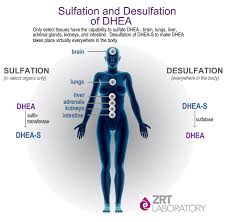 I have hirtuism and acne and was prescribed birth control pills. The Distinction Between Dhea And Dhea S Why Both Are Important For A Healthy Brain Zrt Laboratory
