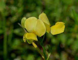 Image result for Vigna luteola