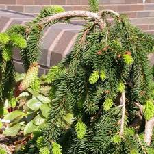At oconomowoc landscape supply & garden center we can help you find the information that you need to keep your. Spruce Norway Weeping Pendula Evergreens Trees Plants Fl
