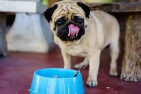 Home reviews 5 best dog foods for pugs. The Best Food For Pugs Portion Sizes For Puppy And Adult Dogs