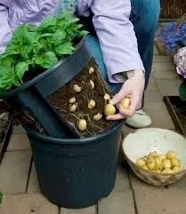 Gemuesegarten Anlegen Kartoffeln In Eimer In 2020 Pflanzen Erhohte Beete Garten