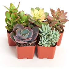 Create an inviting space full of character using artificial plants and flowers. Assorted Live Plants Hand Selected For Health Size Pack Of Succulents Walmart Com Walmart Com