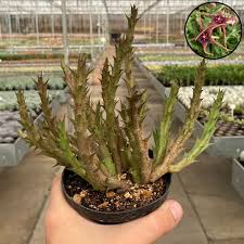 Image result for Orbea caudata