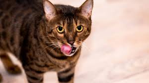 Bengals have a wild appearance; Do Bengal Cats Need A Specific Diet We Explain Dry Wet And Raw Cat Diets