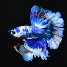 Live Betta Fish Male 034 Royal Fancy Blue Marble 034 Ot10 Rare Find Texture Betta Fish Red Fish Blue Fish Betta