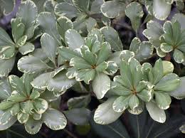 Image result for Pittosporum
