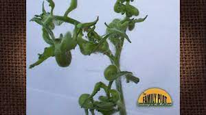 Maybe you would like to learn more about one of these? Q A What Is Wrong With My Tomato Plants The Leaves Are Misshapen And Curled Youtube