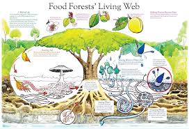 Food Forest Living Web Infographic Forest Garden Forum At Permies Food Forest Permaculture Food Forest Garden