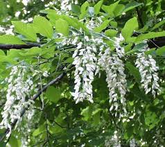 What flowers bloom in spring? Canceled Conservation District Extends Plant Sale Order Deadline Schedules Curbside Pickup Penbay Pilot