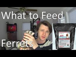 What To Feed Ferrets Youtube