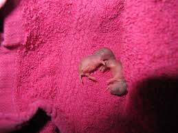 Check spelling or type a new query. Currently Attempting To Hand Rear Newborn Mice Pet Forums Community