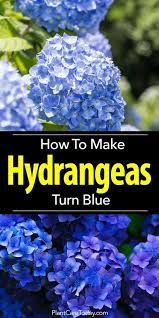 How To Make Hydrangeas Turn Blue Hydrangea Garden Hydrangea Landscaping Growing Hydrangeas