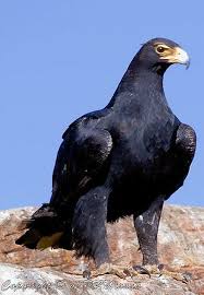 Black Eagle Africa Pet Birds Beautiful Birds Animals Beautiful