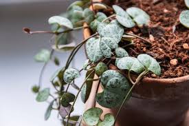 Image result for Ceropegia circinata