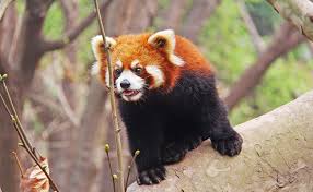 A bao, alias po en référence au film kung fu panda sorti l'année de sa naissance, âgée de bientôt 11 ans, a donné naissance à un mâle de 174,7 grammes le 24 juin dernier à la base de recherches de chengdu sur l'élevage du panda géant (chengdu research base of giant panda breeding). Le Panda Roux Comment Et Ou Vit Il Tout Savoir Sur Le Panda Roux